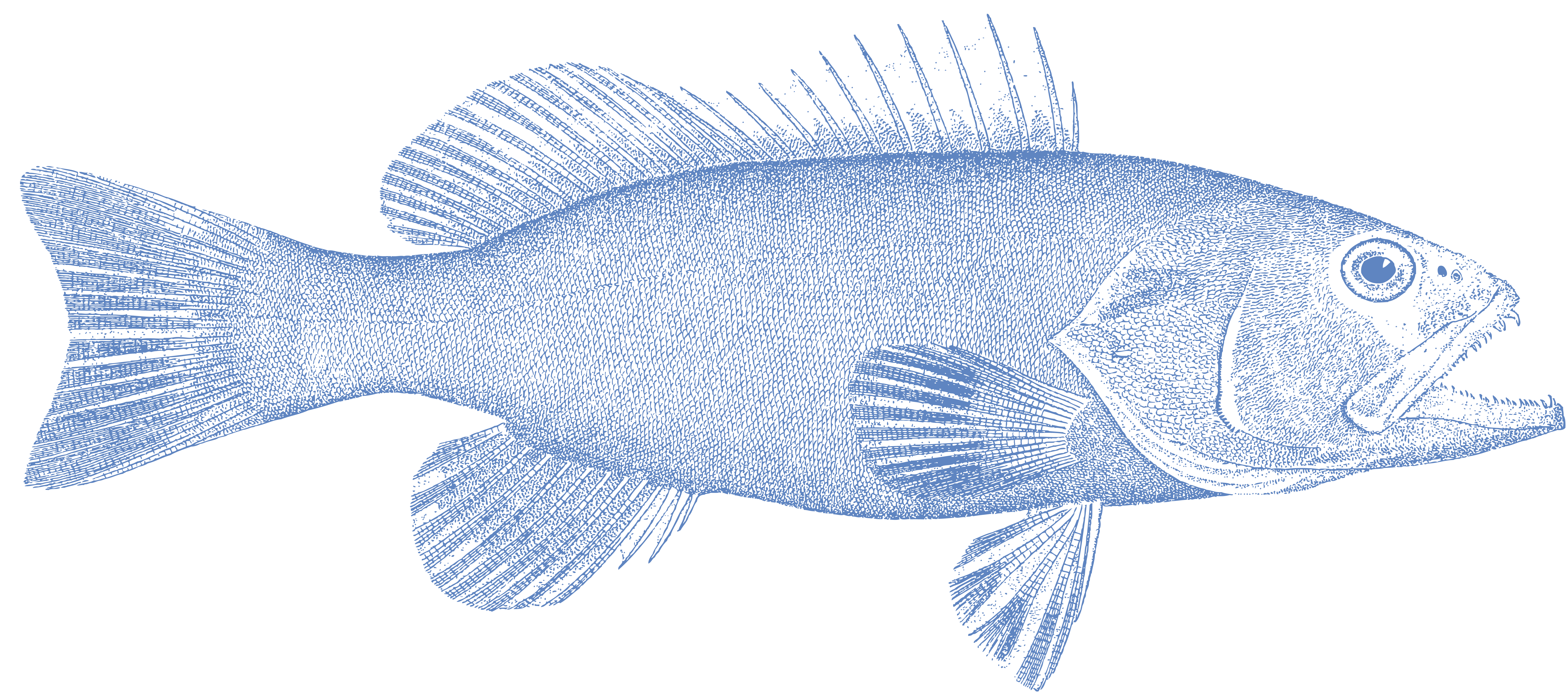 Grouper Category Icon