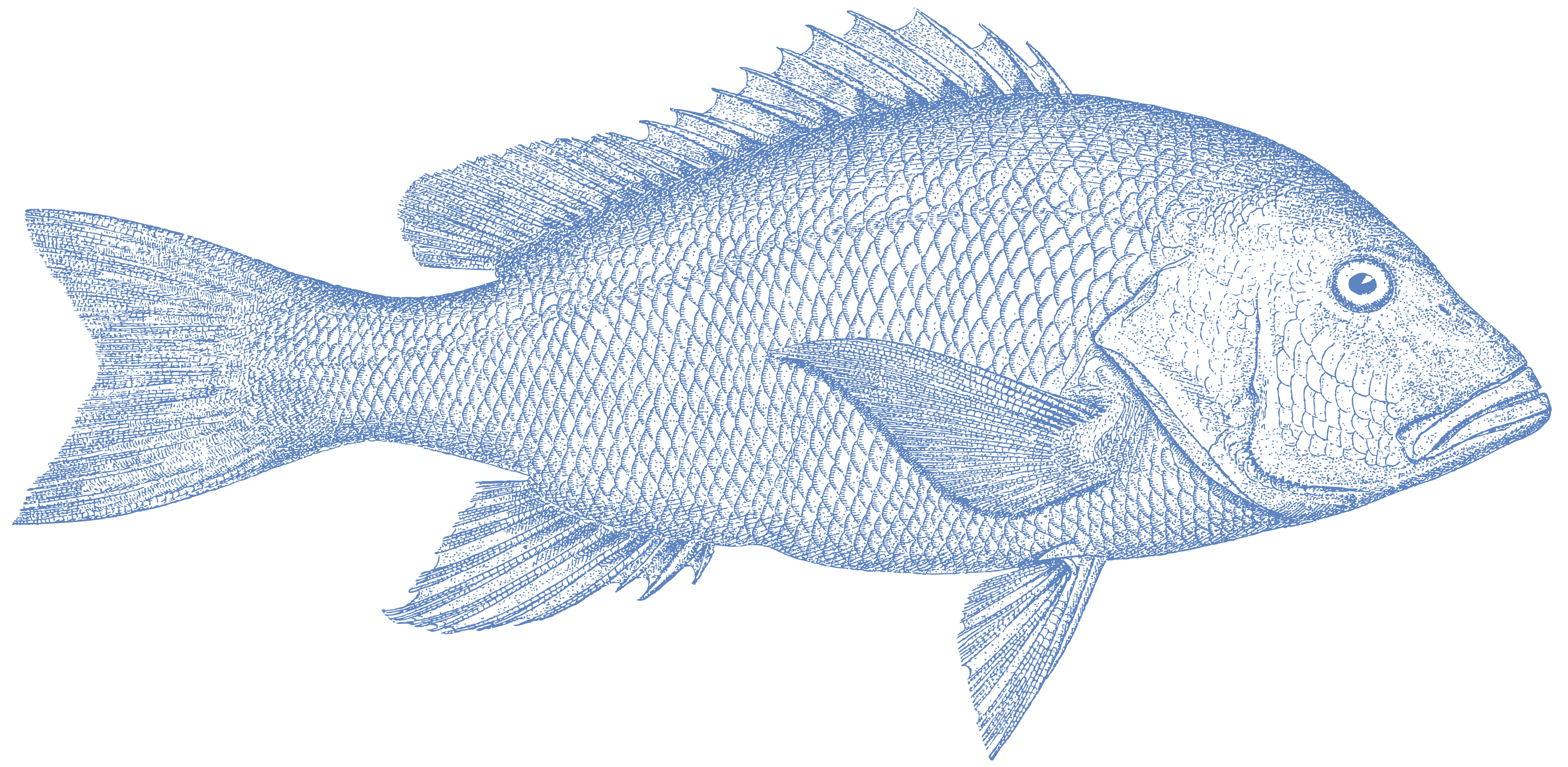 Red Snapper Category Icon